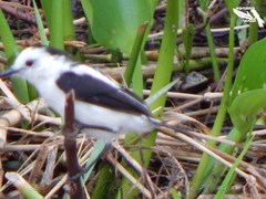 Fluvicola pica