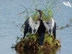 Anhinga anhinga