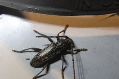 Parelaphidion aspersum