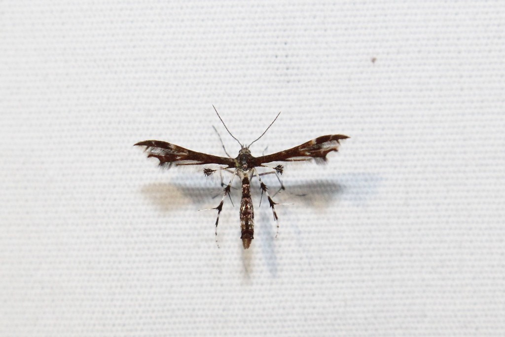 Himmelman's and Busck's Plume Moths