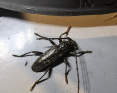 Parelaphidion aspersum