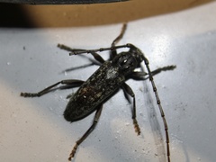 Parelaphidion aspersum