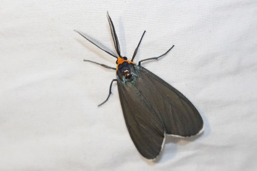 Virginia ctenucha moth