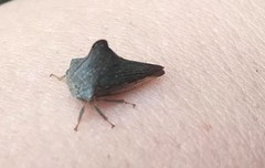 Telamonini