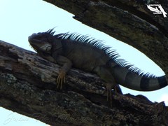 Iguana iguana