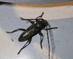 Parelaphidion aspersum