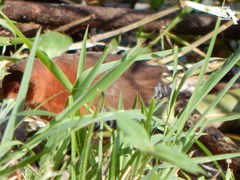 Laterallus albigularis
