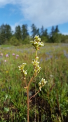 Micranthes integrifolia