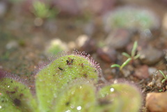 Drosera collina