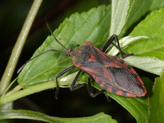 Piezogaster rubropictus