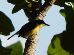 Todirostrum cinereum