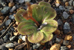 Drosera collina