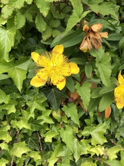 Hypericum ascyron