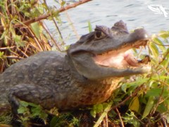 Caiman crocodilus