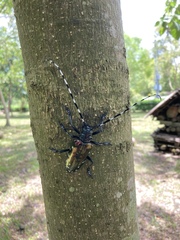 Anoplophora albopicta