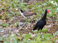 Jacana jacana