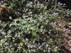Ceanothus parvifolius