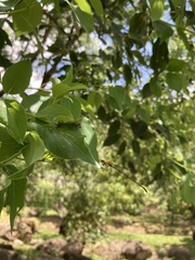 Prodasineura croconota