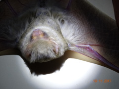 Lasiurus ega
