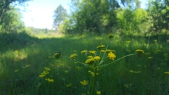 Lomatium triternatum triternatum