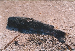 Ameiurus nebulosus