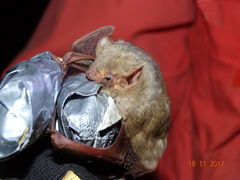 Lasiurus ega