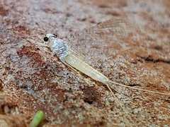 Maccaffertium terminatum terminatum