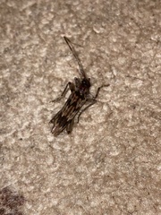 Elytrimitatrix undata