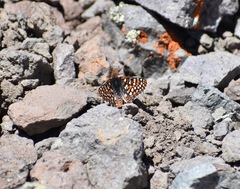 Euphydryas anicia variicolor