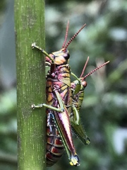 Agesander ruficornis
