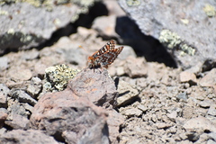 Euphydryas anicia variicolor
