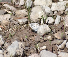 Euphilotes ancilla