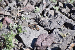 Euphydryas anicia variicolor