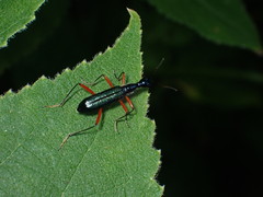 Neocollyris bonellii