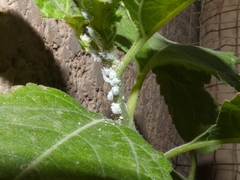 Phenacoccus solenopsis