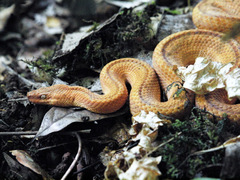 Tropidophis melanurus