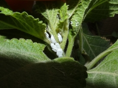 Phenacoccus solenopsis