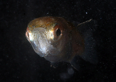 Ellochelon vaigiensis