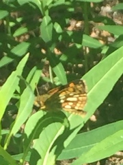Carterocephalus