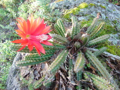 Disocactus speciosus speciosus