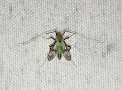 Stenochironomus hilaris