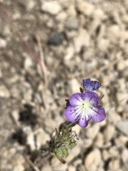 Phacelia linearis