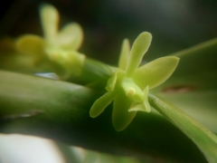Epidendrum rigidum
