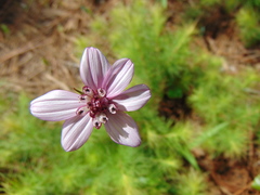 Cosmos carvifolius
