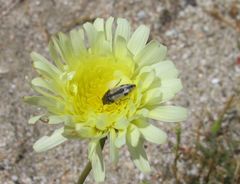 Acmaeodera latiflava latiflava