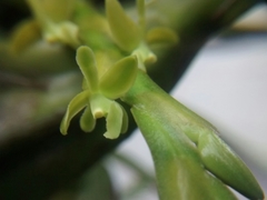 Epidendrum rigidum