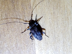 Astylopsis