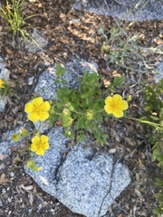 Potentilla flabellifolia
