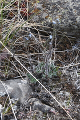 Eritrichium sericeum