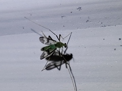 Stenochironomus hilaris